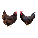 Ovos Férteis De Rhode Island Red