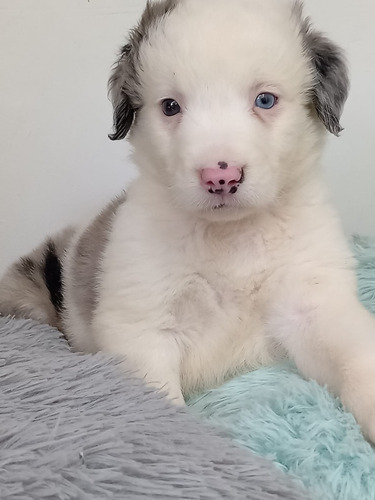 Cachorro Border Collie Blue Merle Macho Animal Pets Colombia