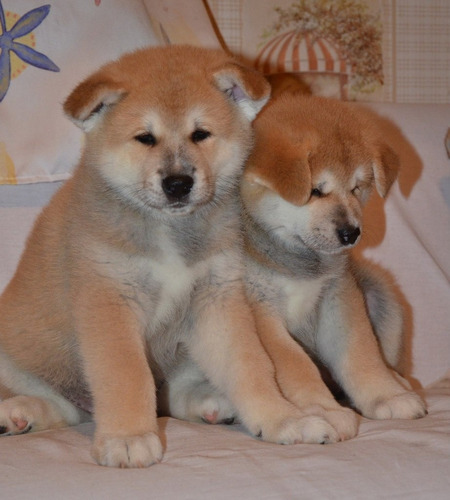 Poderoso Akita Criadero Mascotas Saint Daniel 10