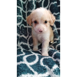 Hembra Poodle Toy En Stg Precio Imperdible