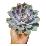 Suculenta Echeveria Rosa De Pedra - 2 Mudas