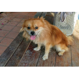 Hermoso Perro Raza Pomerania