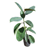 Gomero, Ficus Elástica En 5 Litros. Certificado Senasa