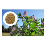Alfafa Crioula - 5kg De Sementes - Excelente Variedade