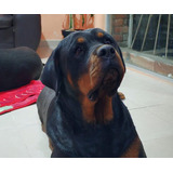 Rottweiler Hembra De 1 Año 4 Mes Con Pedeegre Internacional.