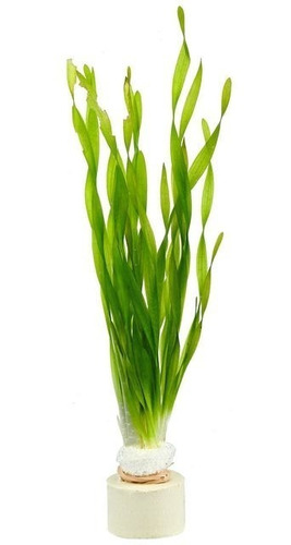 Vallisneria Spirallis/biwaensisx10 Unidades - Almagro Envio