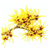 Agua De Hamamelis X 250ml Hidrolato Uso Cosmetico