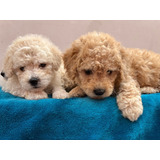 Hermosos Poodle Micro Toy 