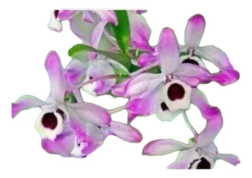 Combo Coleccion 12 Especies De Orquideas 