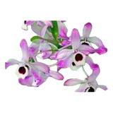 Combo Coleccion 12 Especies De Orquideas 