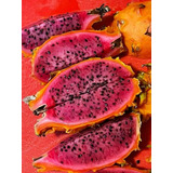 Muda Enxerto De Pitaya Pitaia Orange G1- Doce E Produtiva