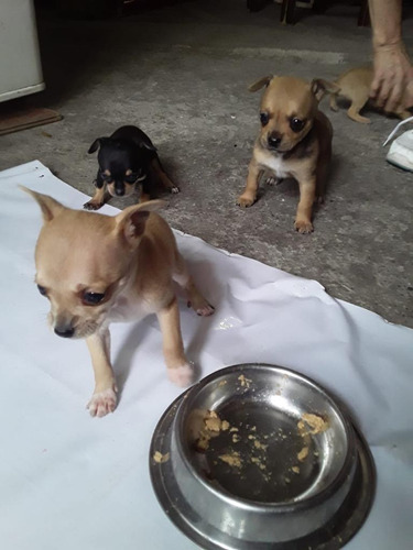 Cachorritos Chihuahua Pequeño-mediano