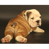 Bulldog Inglés, Impresionantes Cachorritos Pedigree Fcm, Msi