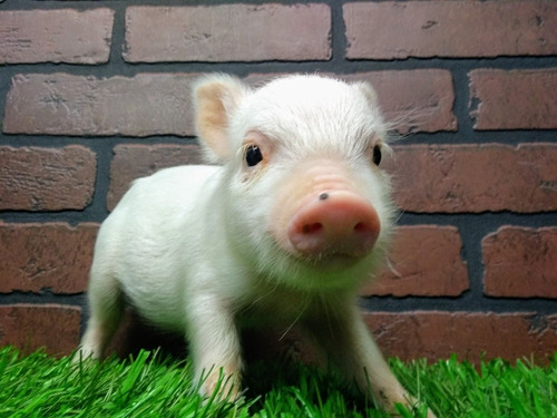 Minipig Minipigs, Mini Pig Cerditos Minipigs