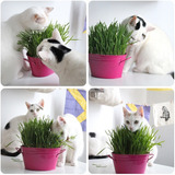 Sementes Grama Dos Gatos Catgrass Ideal Pra Vaso Ou Jardim