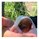 Cachorras Jack Russell Padres Pedigree Pelo Liso Fca