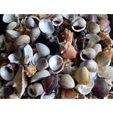 Conchas Do Mar Mix Selecionadas 385 Gramas