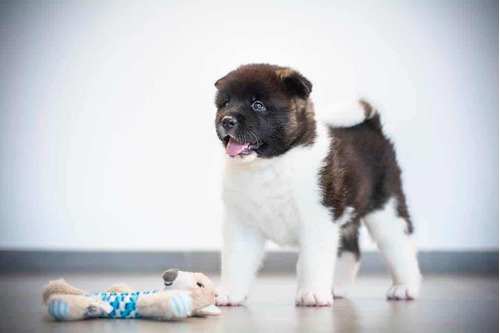 Cachorros Akita Americano