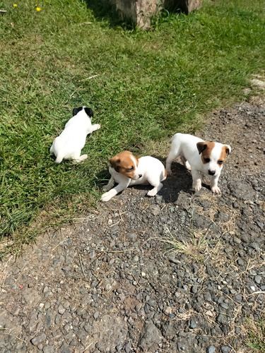 Cachorros Jack Russell Animal Pets Colombia 