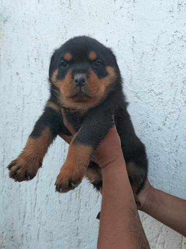 Bellos Rottweiler Padres Inscritos