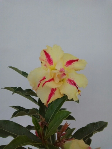 Rosa Del Desierto Quatro Golden King ( 1 Planta)