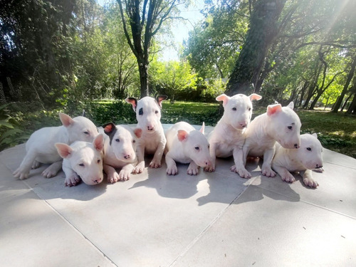 Hermosos Bull Terrier F.c.a