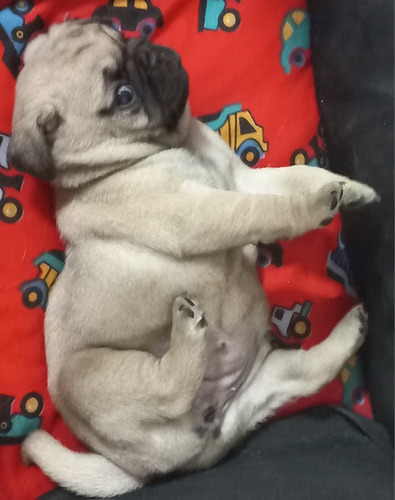 Filhotes Pug Abricot Machos