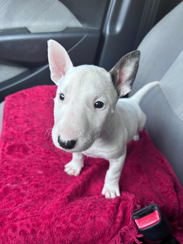 Bull Terrier Standard Belos Filhotes Entrego E Envio Via Aer