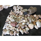 Corales Marinos,piedras Y Caracoles