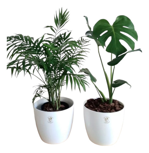 Combo Palmera + Planta Costilla Monstera + Maceta Premium 