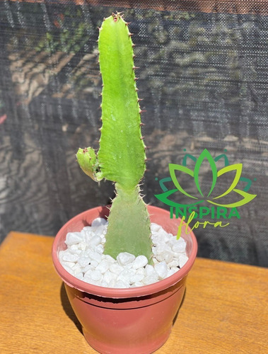 1 Planta Cacto Mandacaru Sala Decoração Presente Escritório 