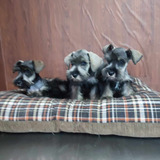 Cachorros Schnauzer Mini Blanco En Oferta A Meses Sin Intereses