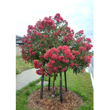 1 Eucalipto Floreador (flores Rosadas Y Grandes) Aromático 