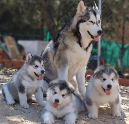 Alaska Malamute