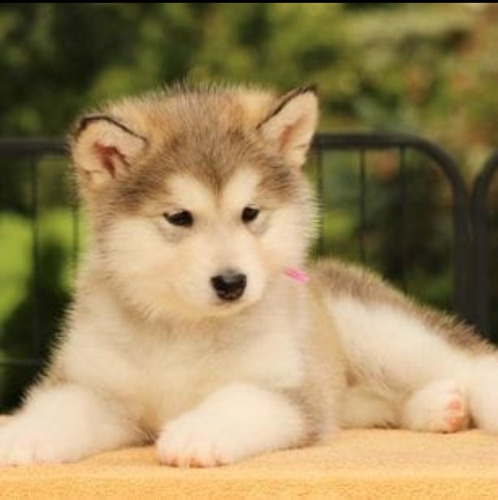 Alaska Malamute Auténticos Cachorros Vip