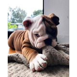 Cachorros Bulldog Ingless Perrito Cachorritos Mascotas 