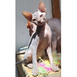 Gatos Esfinge Sphynx Egipcio Sin Pelo Pereira