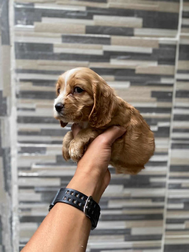 Venta Cocker Spaniel Bebe Blanco Cafe Colombia Medellín Cali