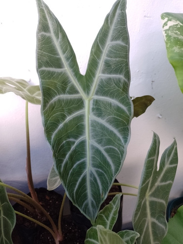 Alocasias Longiloba Grandis 