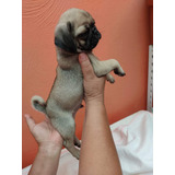 Pug Cachorros Calidad Raza Pura