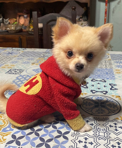 Chihuahua Nene Pelo Largo Super Mini