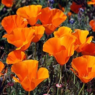 Outsidepride California Semilla De Flores De Amapola (1/4 Lb