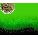 Eleocharis Minima Planta Grama Natural Aquário 50 Sementes