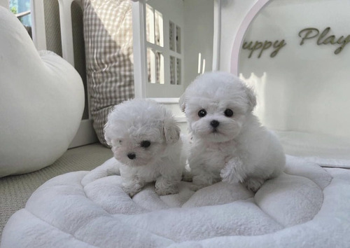 Cachorros French Poodle Tacita De Te 