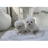 Cachorros French Poodle Tacita De Te 