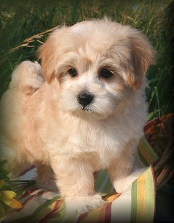 Maltipoo Super Hermosos