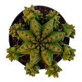 Cactus Suculenta Euphoria Anoplia Raro Exótico Coleccionable