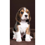 Beagle Filhotes Adoraveis 