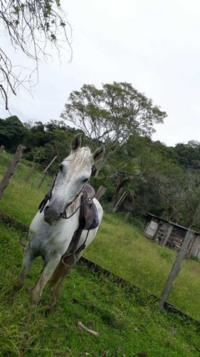 Égua Mangalarga Marchador