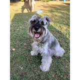 Cachorro Schnauzer Mini. Estancia La Nicola 07